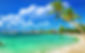 Beach Wallpaper with coconut tree.jpg