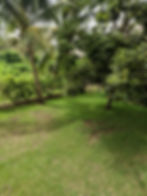 Serenity Suite - Fruit Trees