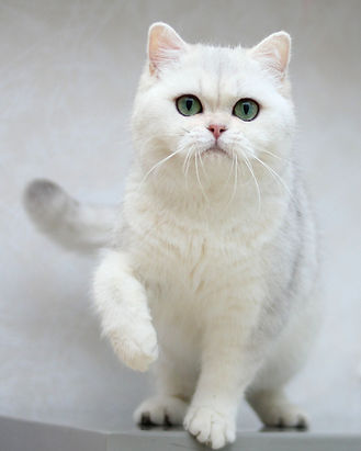 серебристая шиншилла кошка