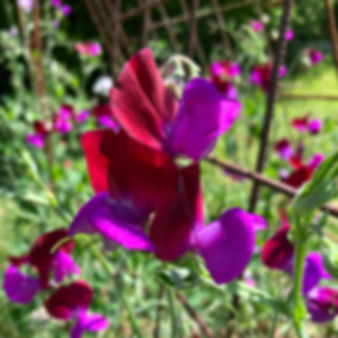 Ærteblomst