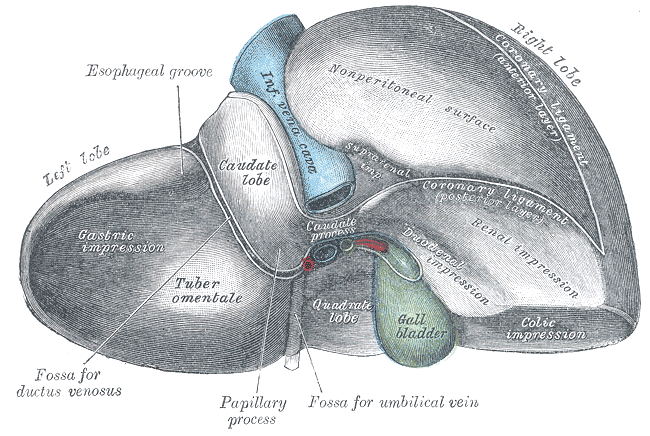 March 2020: Love Your Liver!