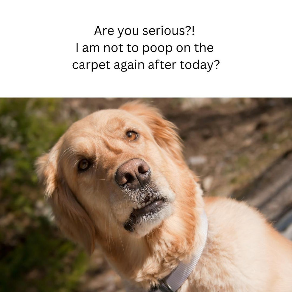 A dog looking serious, he's been asked not to poop on the carpet again after today's carpet clean