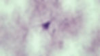 motor-neurons-max-resolution.jpg