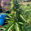 Thumbnail: CBD derived hemp extract - 1 gram