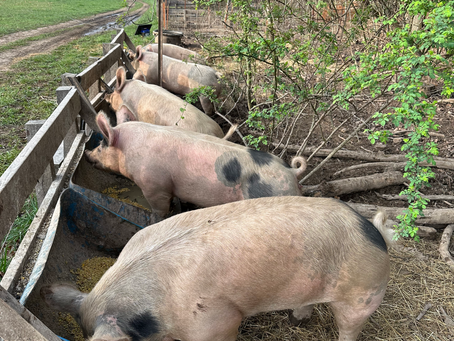 Bayer--Not Just Baby Aspirin