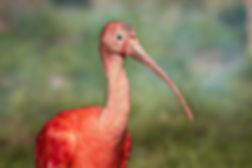 Ibis