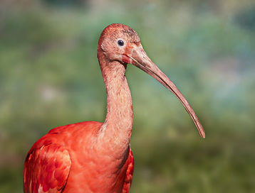 Ibis