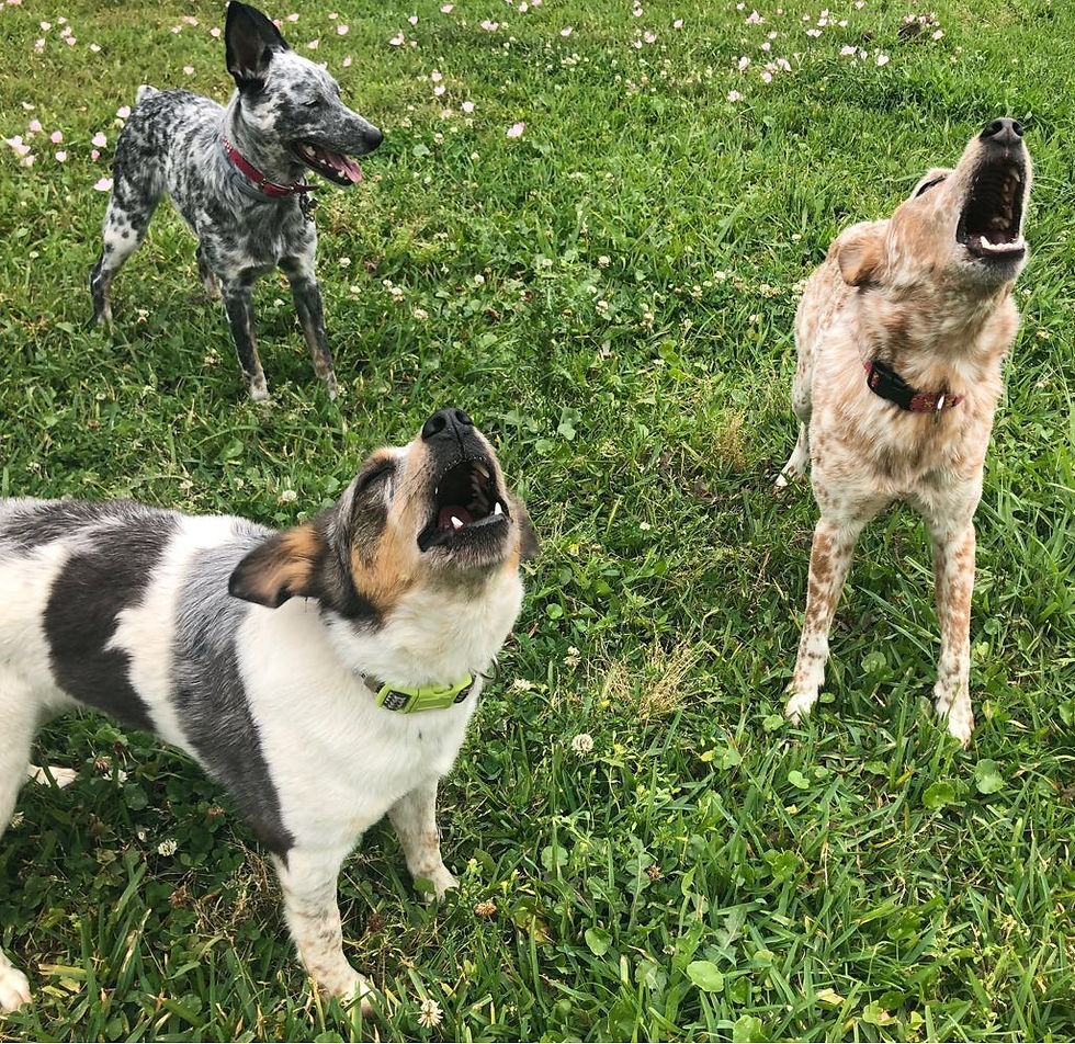 Daycare 10 Days
