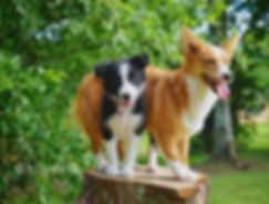 puppy.jpeg