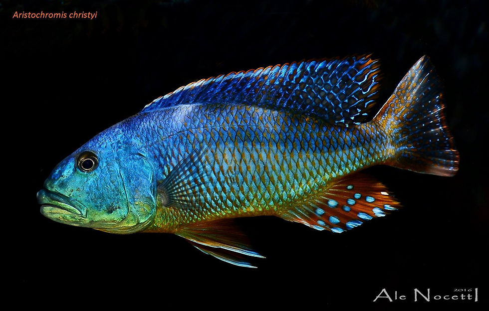 Aristochromis christyi