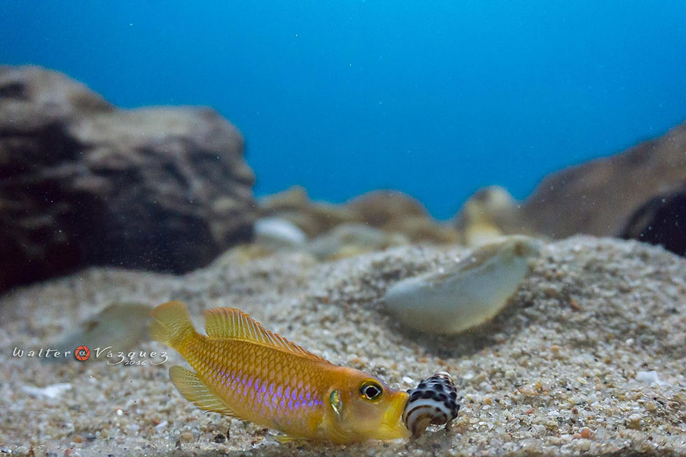 Lamprologus ocellatus "Gold"