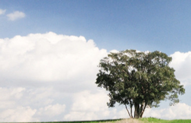 großer Baum auf einem Feld