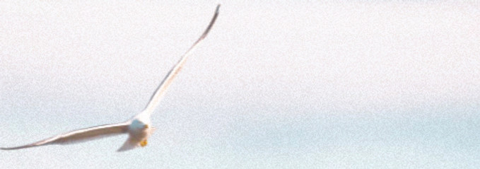 schöner Vogel mit weiten Schwingen