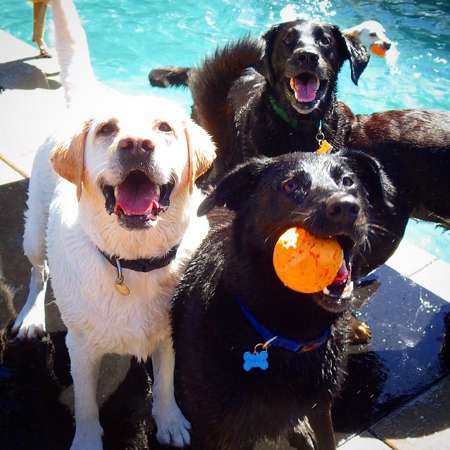 Daycare Pasadena I Dig My Dog