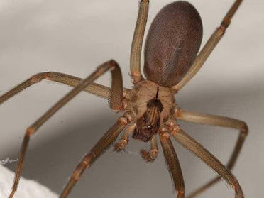 Are The Spiders In My Norfolk Home Dangerous?