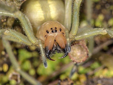 Virginia Beach's Complete Spider Prevention Guide