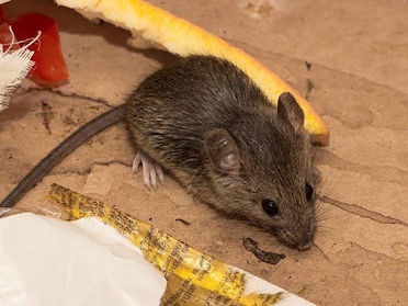 A House Mouse Prevention Mini-Handbook For Hampton Roads Homeowners