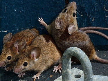 How To Identify A Mouse Infestation In Hampton Roads Homes