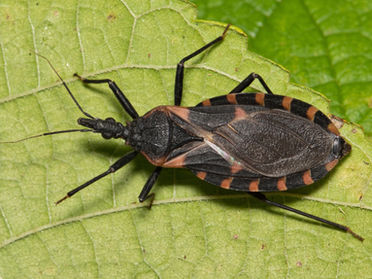 The Kissing Bug-What You Need To Know
