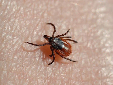 Tick Talk: Effective Prevention And Control Strategies For Your Newport News, Virginia Property