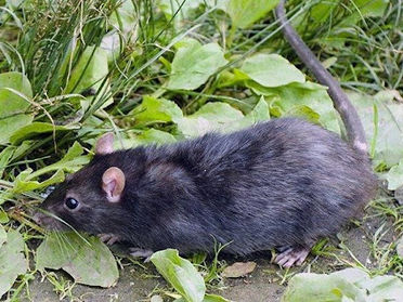 What Portsmouth Property Owners Need To Know About Rats