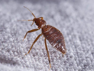 The Best Way To Keep Bed Bugs Out Of Your Hampton Roads Residence