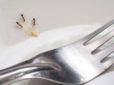 An All-Inclusive Guide To Ant Control For Hampton Roads Homeowners