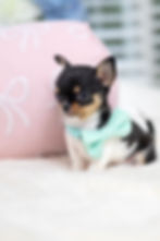 Remy - $6,000
