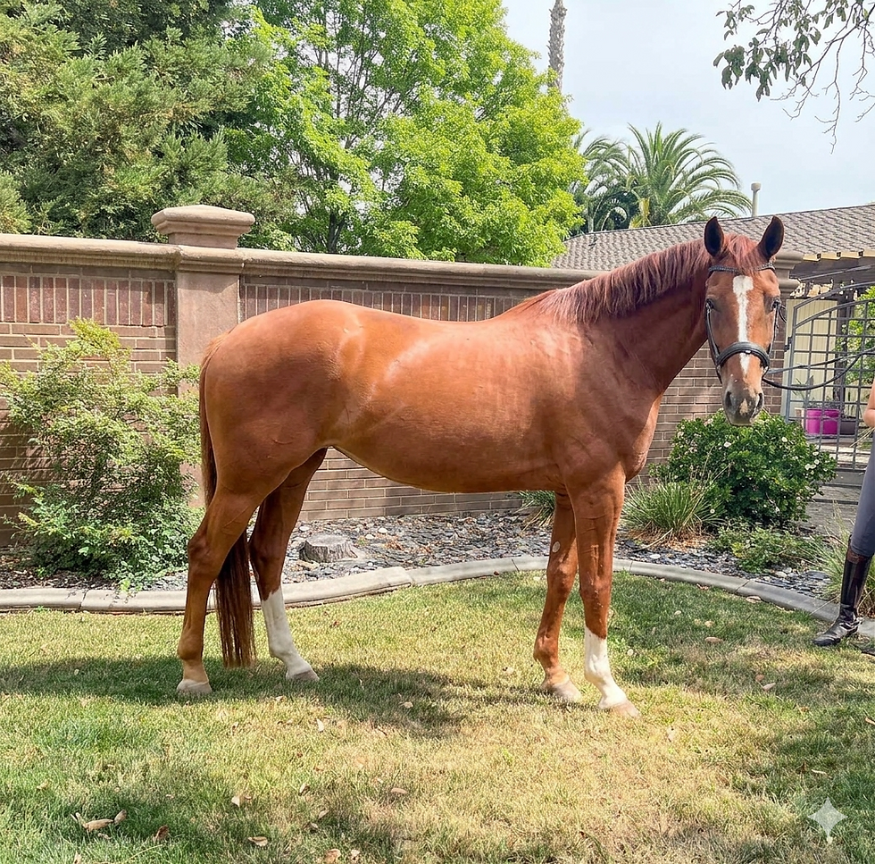 Tanqueray PEC (Ginny)