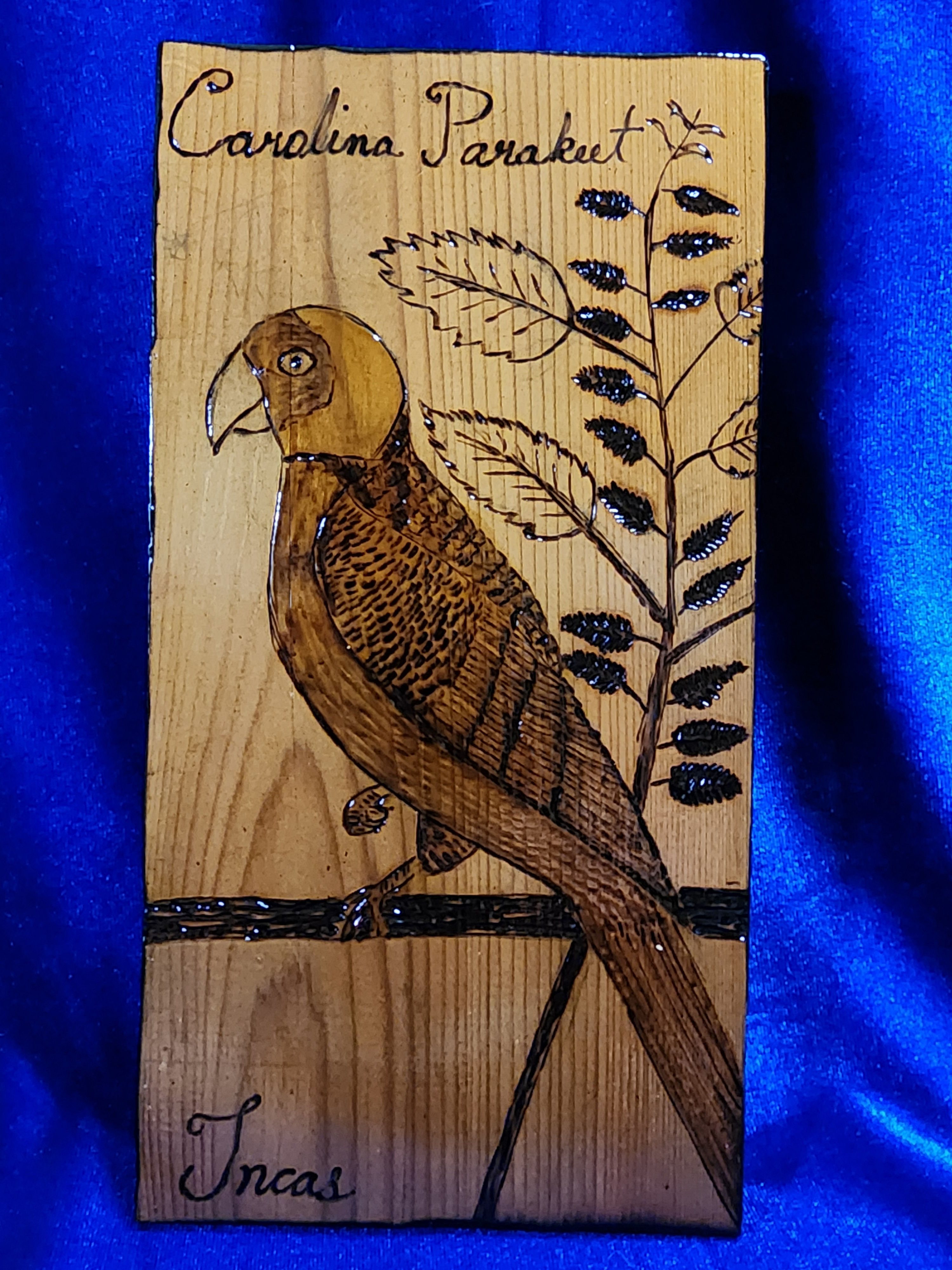 Carolina Parakeet