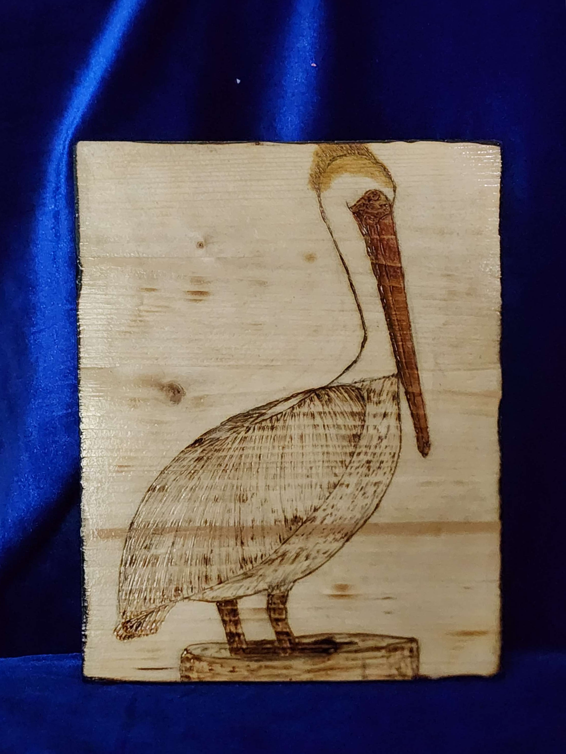 Brown Pelican