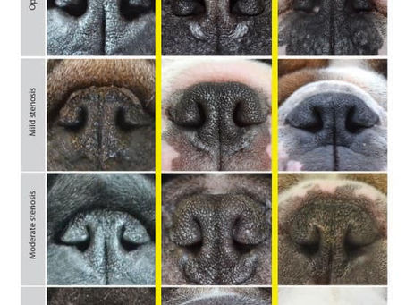 Not every Nose is equal!