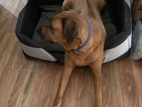 Your dog and their feet