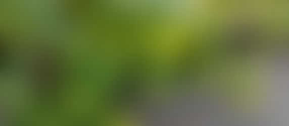 私は共同体にどのように接続されるのか--『この世界の片隅に』について