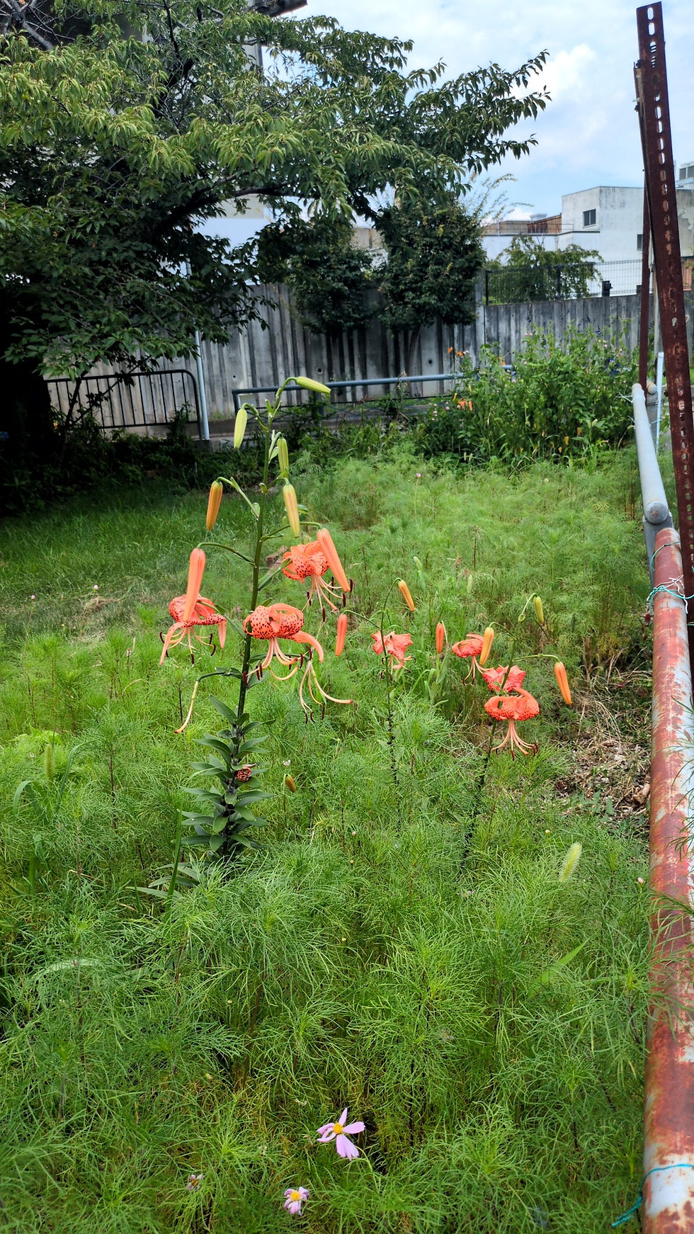 wild flowers