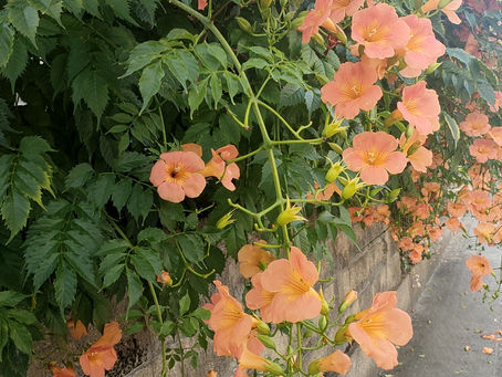 夏季閉室のお知らせ