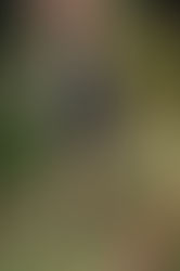 NEW YORK S/S 2015 - DONGQI for TOMMY HILFIGER