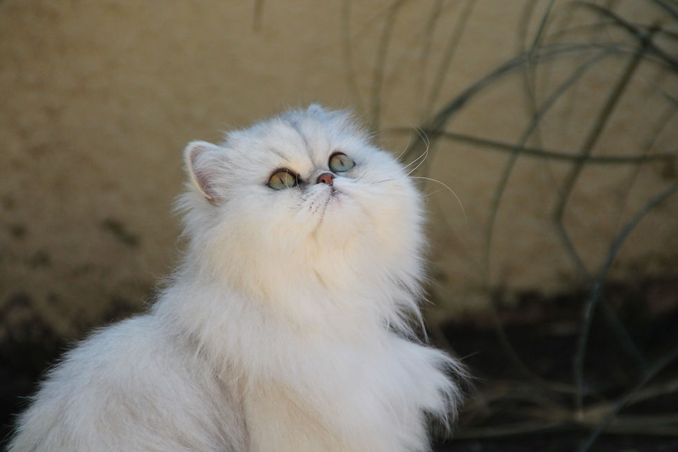 Glam des Persans de Fannie