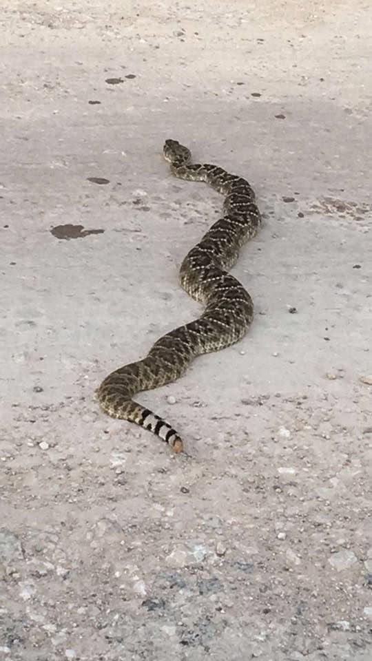 Rattlesnake