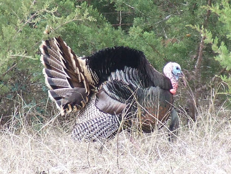 Rio Grande Wild Turkey