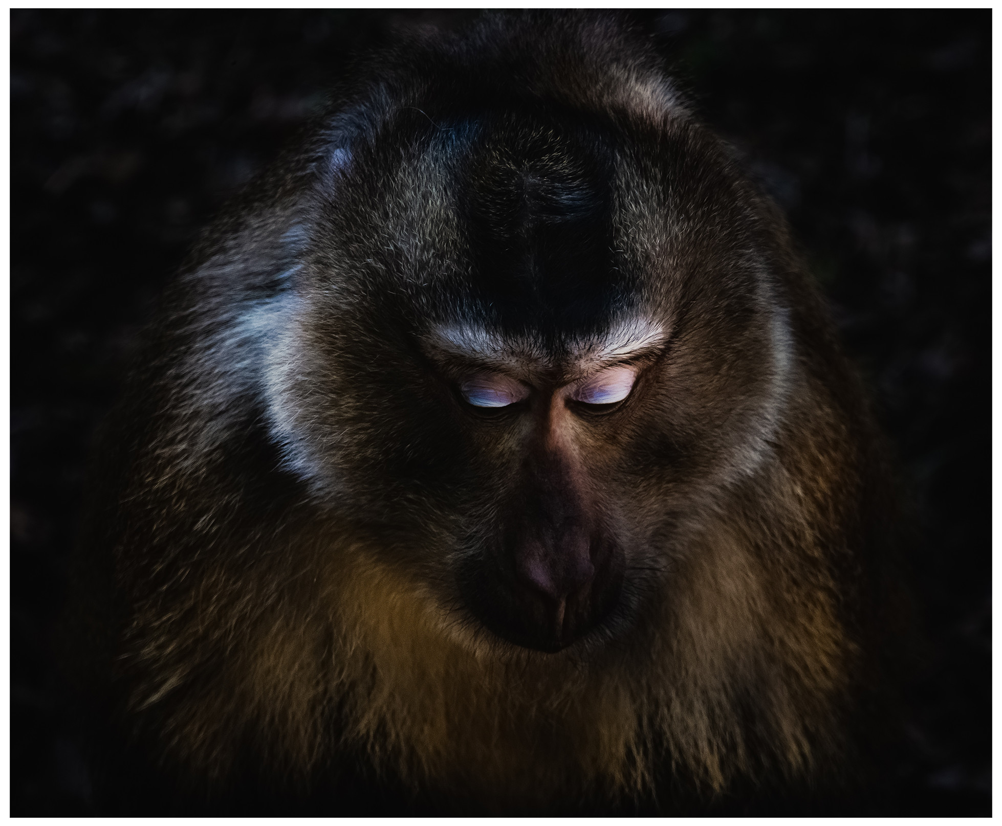 Macaque