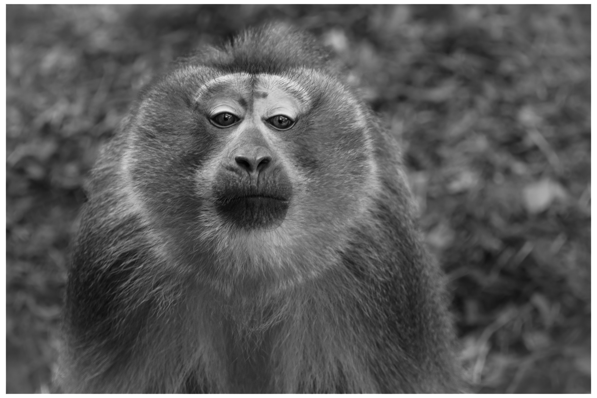Macaque