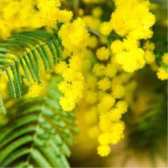 Mimosa