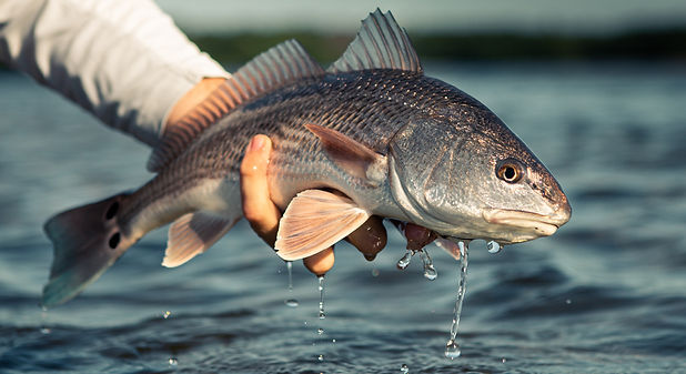 redfish.jpeg
