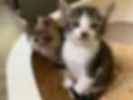 ねこの火葬