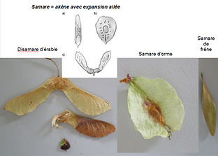 samarres.jpg