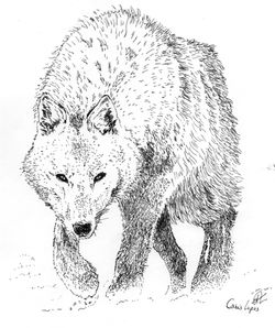 Canis lupus