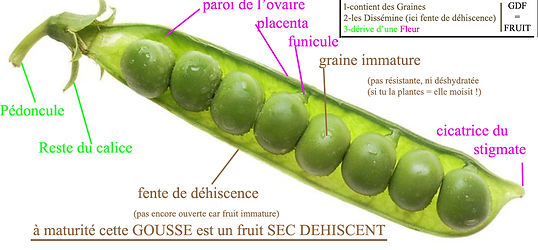 gousse.jpg