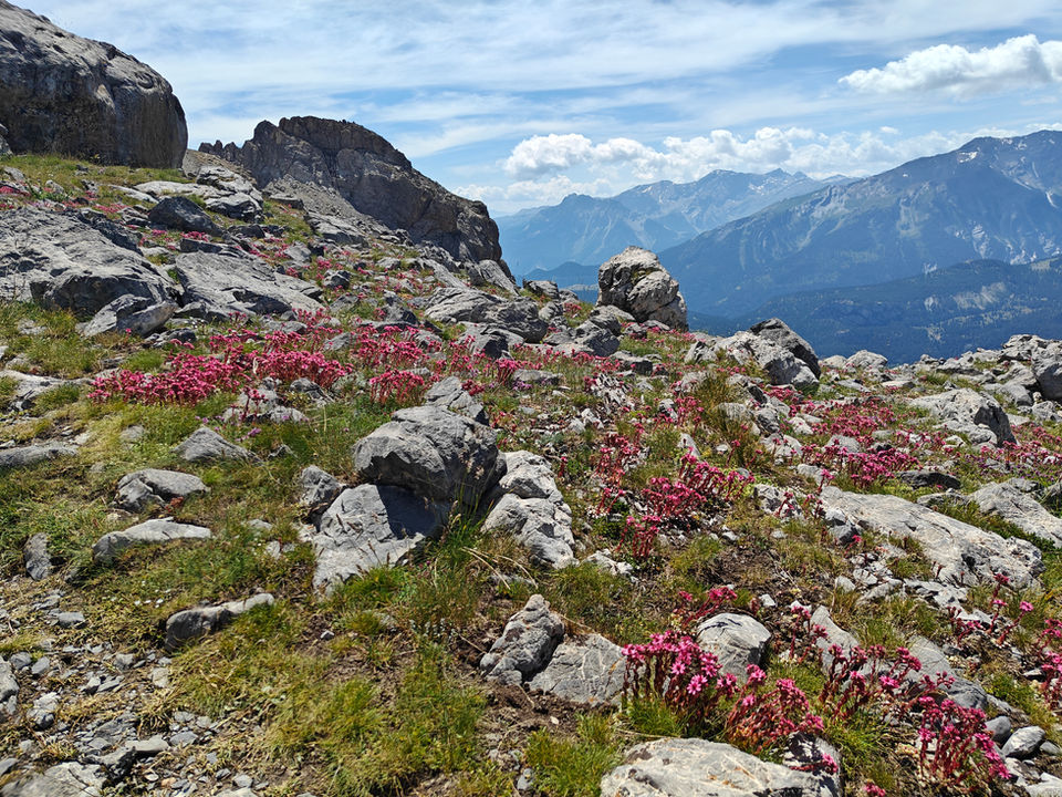 L'énergie de la Nature avec ses montages et ses rhododendrons.