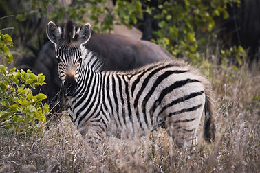 Savana©visual-storyteller.com-113.jpg